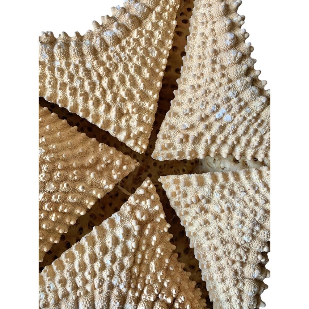 Starfish 10” Genuine Dried Ocean Sea Decor - Picture 3 of 10